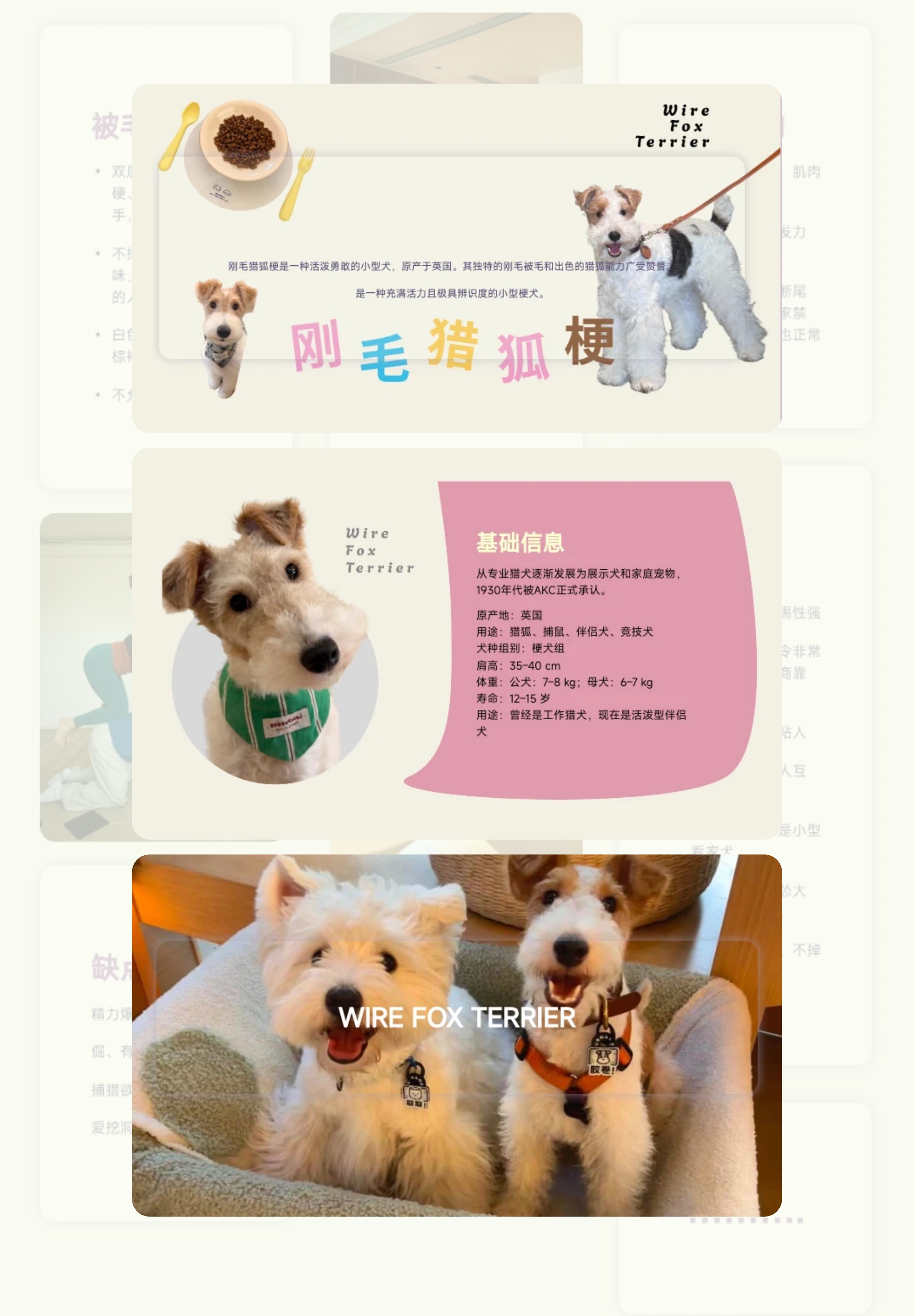 刚毛猎狐梗犬种介绍